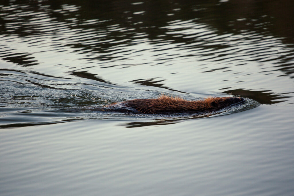 Beaver swimming in the sea, visible from a canoe in Bogesund Nature Reserve.