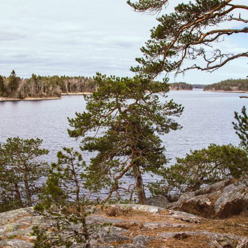 Beautiful view of islands and pine trees in the Stockholm Archipelago, captured during a break from kayaking.